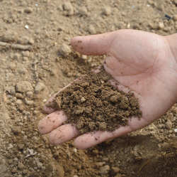 Bodengesundheit - Grundlagen Boden, Kompost